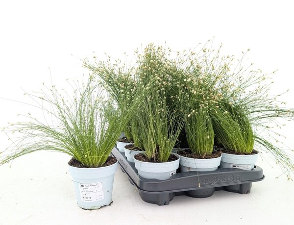 ISOLEPIS CERNUA - pot 10,5 cm, hoogte 30 cm