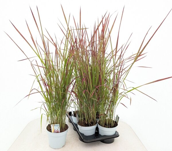 IMPE CY RED BARON - pot 17 cm, hoogte 70 cm