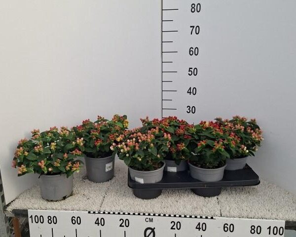 HYPER ANDROSAEMUM - pot 17 cm, hoogte 30 cm