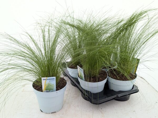STIP TE PONYTAILS - pot 17 cm, hoogte 40 cm