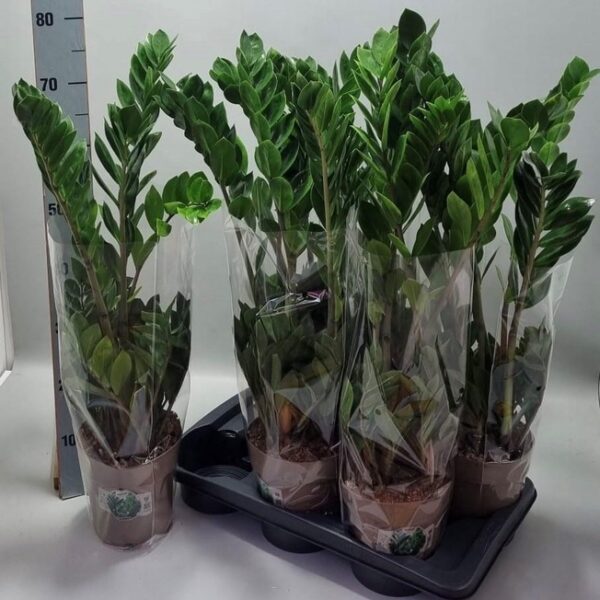 ZAMIO ZAMIIFOLIA - pot 17 cm, hoogte 75 cm