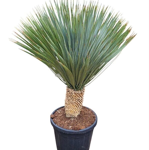 YUC ROSTRATA - pot 44 cm, hoogte 150 cm