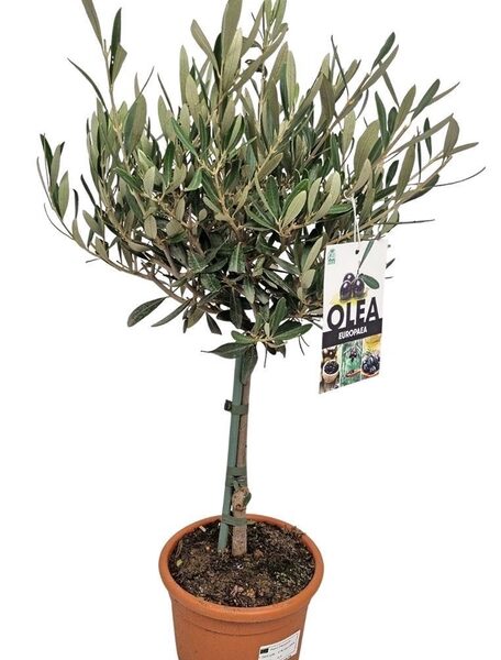 OLEA EUROPAEA - pot 17 cm, hoogte 55 cm