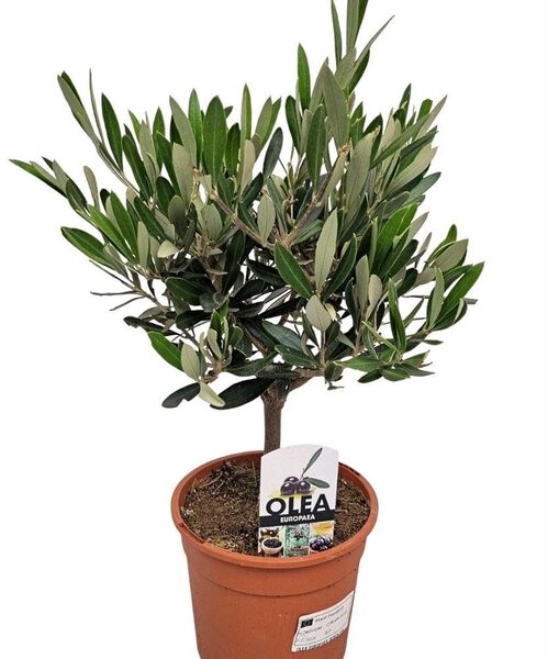 OLEA EUROPAEA - pot 15 cm, hoogte 38 cm