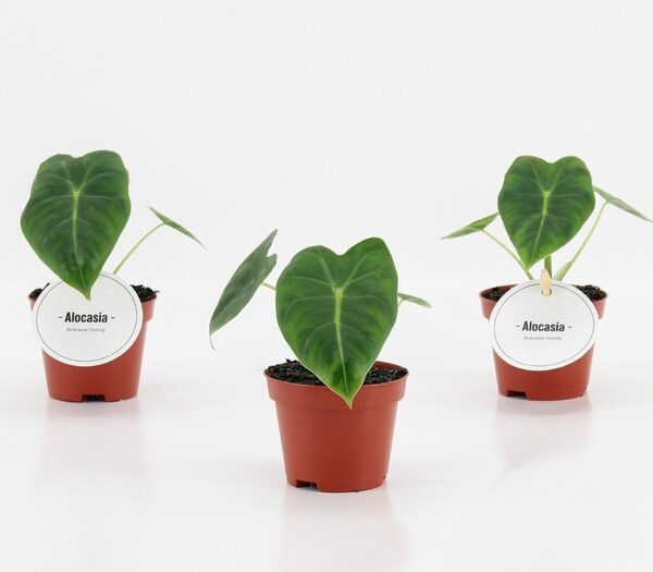 ALOC OV - pot 6 cm, hoogte 10 cm