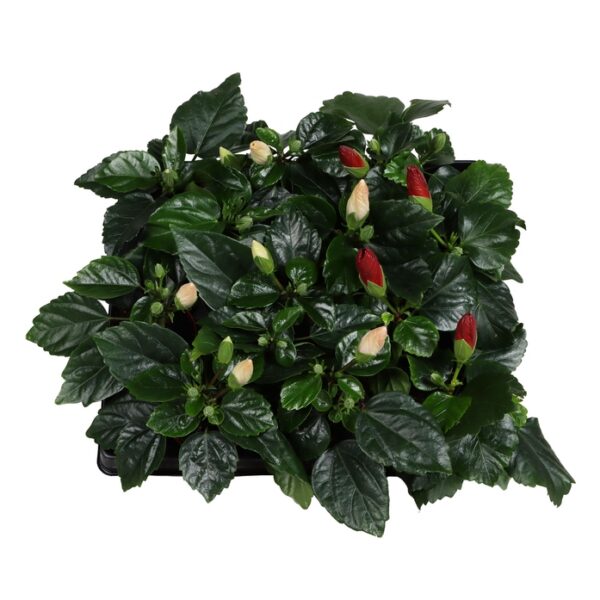 HIBIS OV - pot 6 cm, hoogte 12 cm