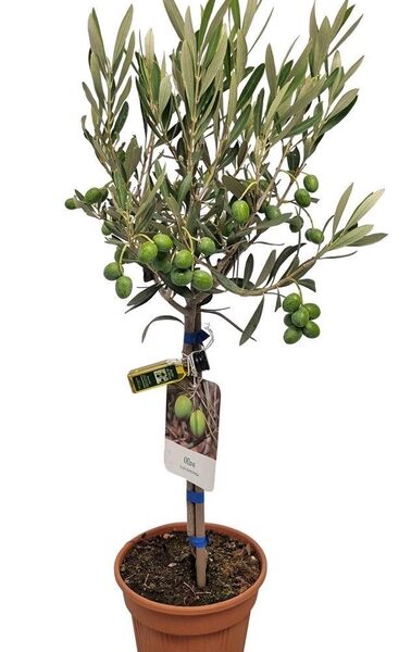 OLEA EUROPAEA - pot 15 cm, hoogte 55 cm