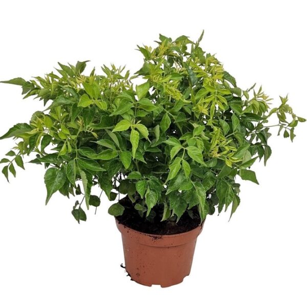 TECOMA CAPENSIS - pot 19 cm, hoogte 45 cm
