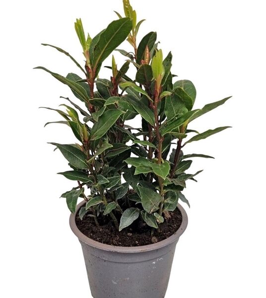 LAU NOBILIS - pot 11 cm, hoogte 34 cm