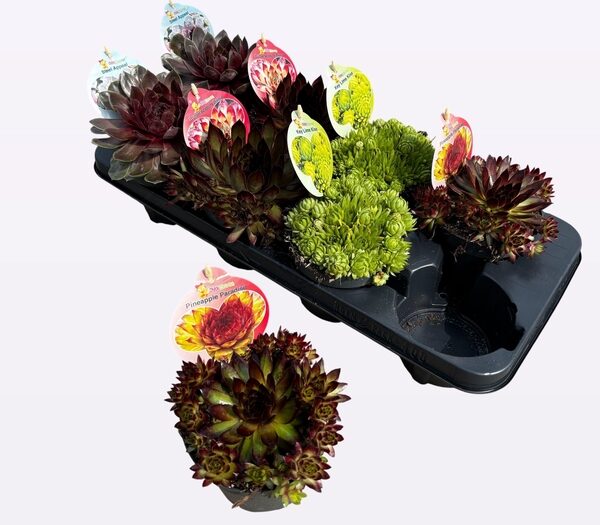 SEMP CC GEM - pot 12 cm, hoogte 14 cm