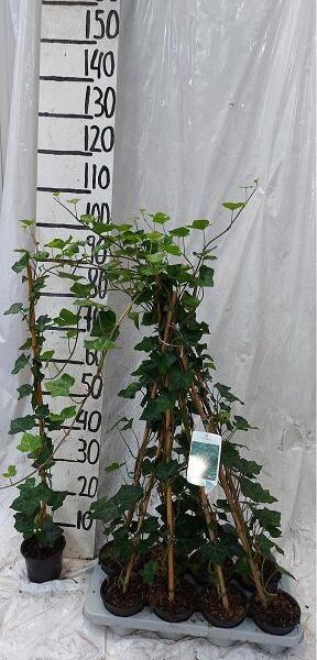 HEDE HIBERNICA - pot 13 cm, hoogte 100 cm