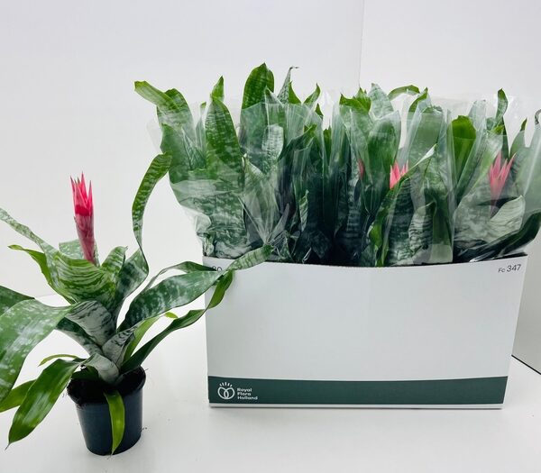 AECH FAS PRIMERA - pot 12 cm, hoogte 50 cm