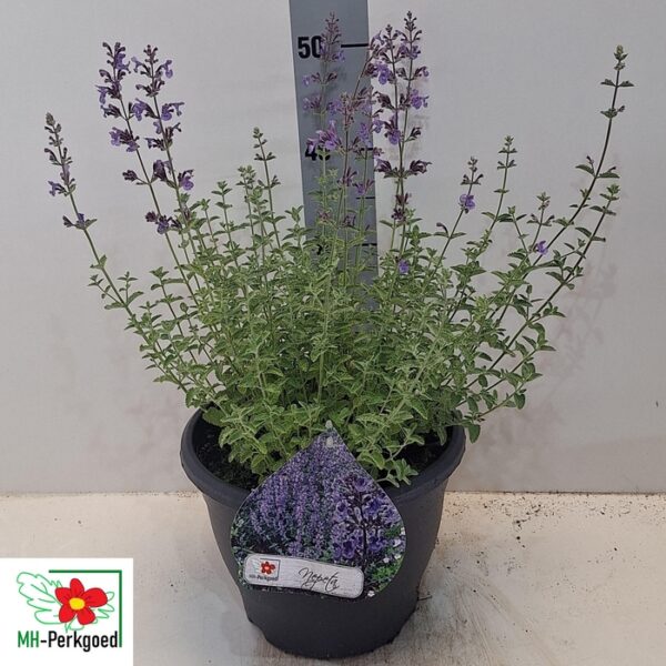 NEPE FA WALKERS LOW - pot 26 cm, hoogte 60 cm