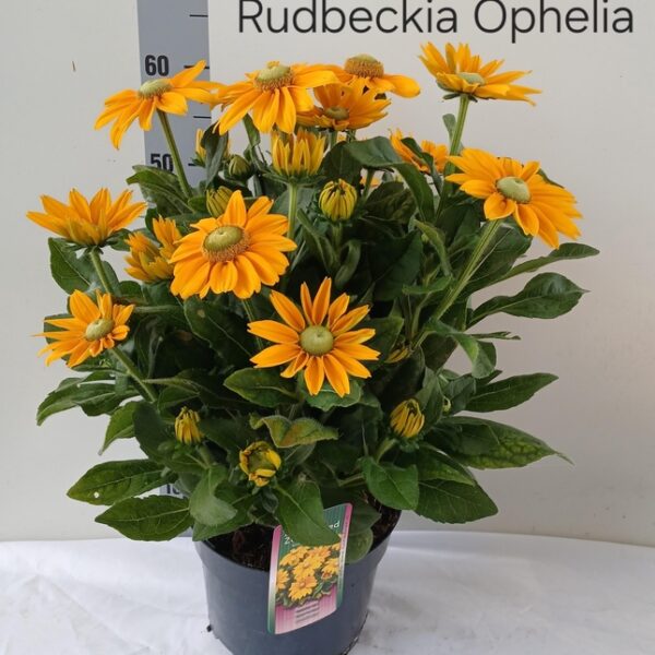 RUDB SUNBECK OPHELIA - pot 23 cm, hoogte 60 cm