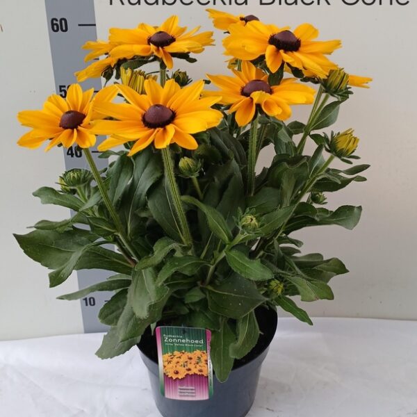 RUDB SUNBECK OPHELIA - pot 23 cm, hoogte 60 cm