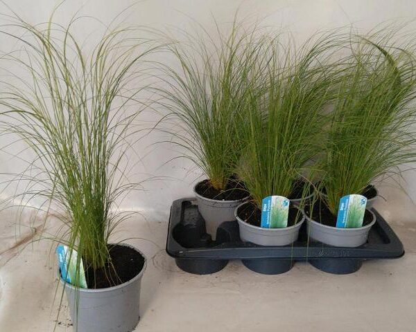 STIP TE PONYTAILS - pot 17 cm, hoogte 50 cm