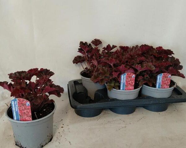 HEUCH MICRANTHA - pot 17 cm, hoogte 25 cm