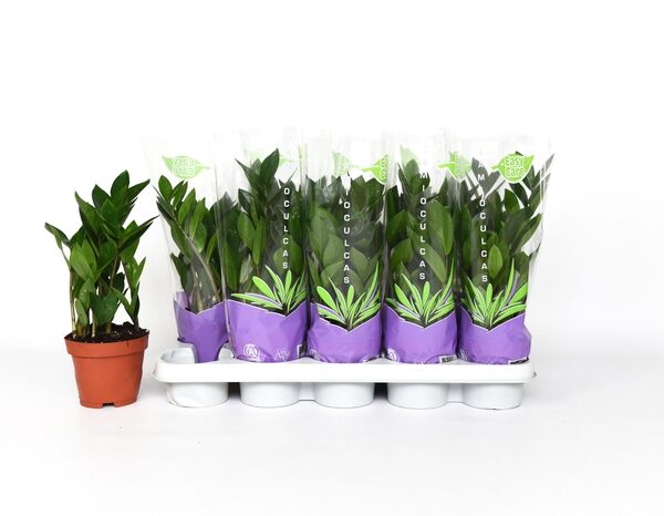 ZAMIO ZAMIIFOLIA - pot 12 cm, hoogte 35 cm