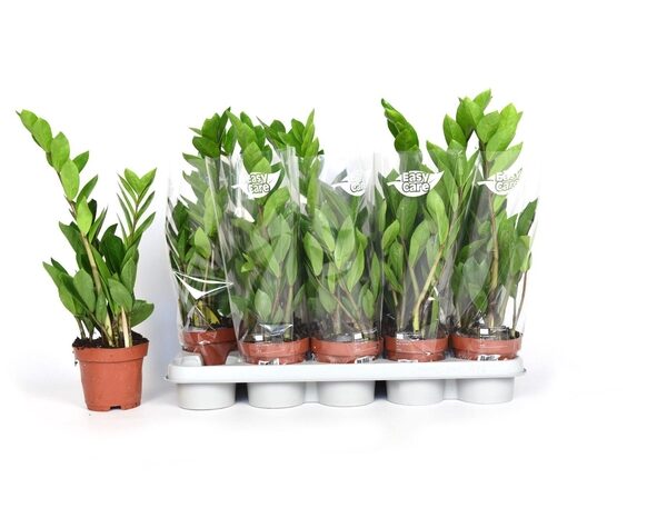 ZAMIO ZAMIIFOLIA - pot 12 cm, hoogte 45 cm