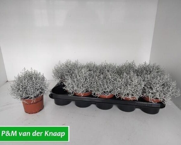 LEUCOPH BROWNII - pot 12 cm, hoogte 20 cm