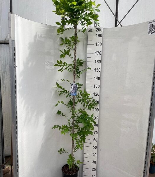 WIST FL DOMINO - pot 21 cm, hoogte 220 cm