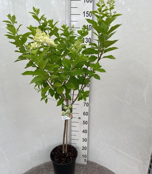 HYDR PA LIMELIGHT - pot 28 cm, hoogte 150 cm