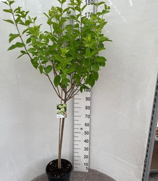 HYDR PA LIMELIGHT - pot 28 cm, hoogte 180 cm