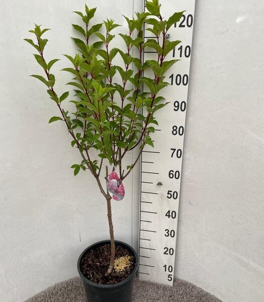 HYDR PA VANILL-FRAIS - pot 28 cm, hoogte 125 cm