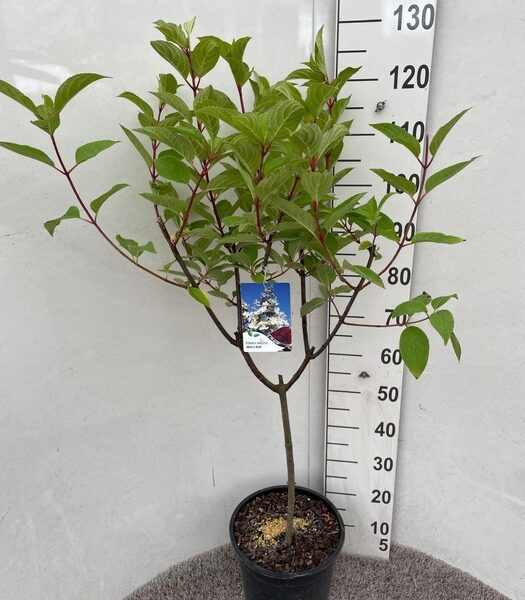 HYDR PANICULATA - pot 28 cm, hoogte 125 cm