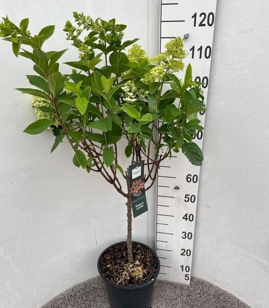 HYDR PA MAG CANDLE - pot 28 cm, hoogte 125 cm