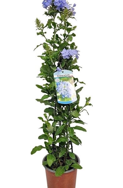 PLUMBAGO AURICULATA - pot 14 cm, hoogte 60 cm