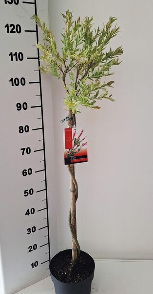 SALIX IN FLAMINGO - pot 21 cm, hoogte 120 cm