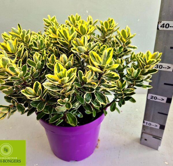 HEBE AND VARIEGATA - pot 23 cm, hoogte 36 cm