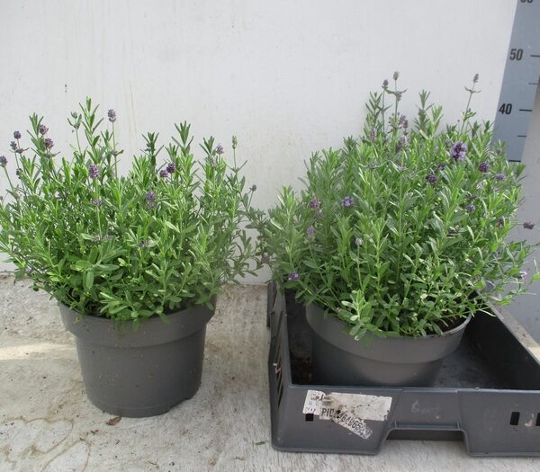 LAVAN AN HIDCOTE - pot 23 cm, hoogte 38 cm