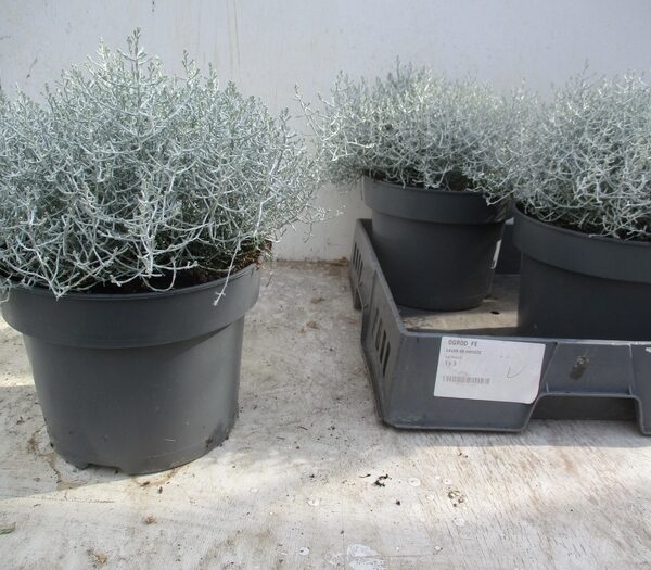 LEUCOPH BROWNII - pot 23 cm, hoogte 30 cm