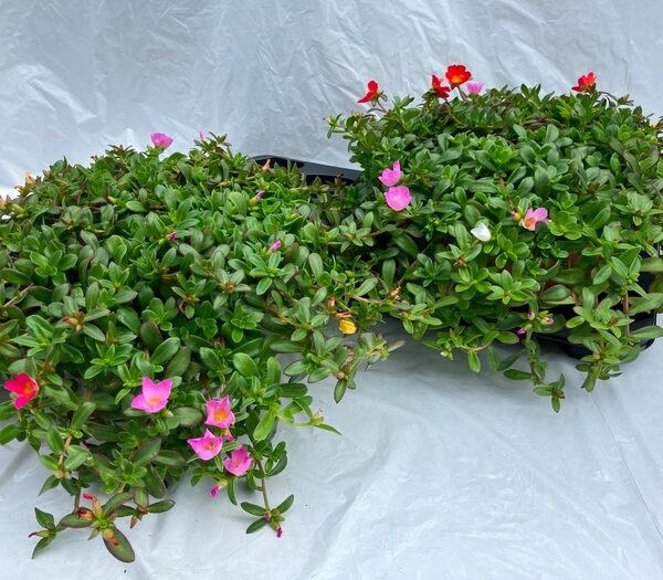 PORTULACA - pot 27 cm, hoogte 20 cm
