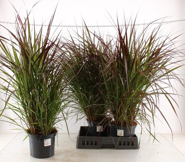 PENNI RUBRUM - pot 23 cm, hoogte 110 cm