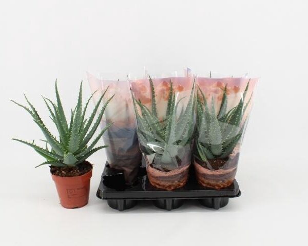 ALOE ARBORESCENS - pot 12 cm, hoogte 30 cm