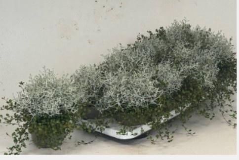 LEUCOPH BROWNII - pot 13 cm, hoogte 25 cm