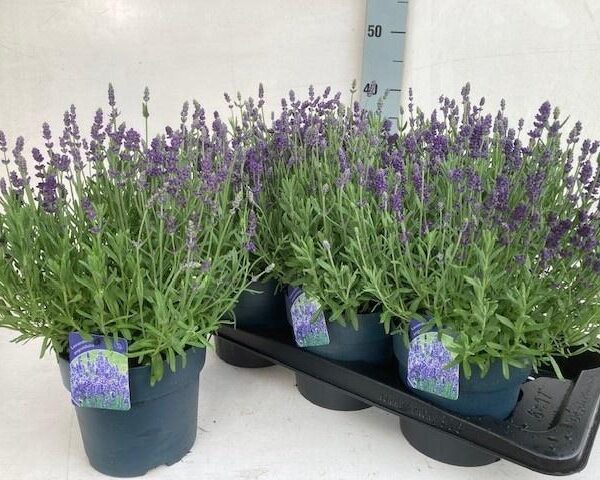 LAVAN ANGUSTIFOLIA - pot 17 cm, hoogte 35 cm