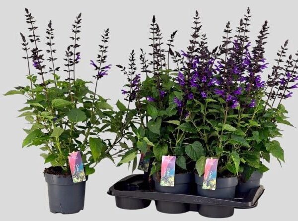 SALVIA LAKE BLUEBERR - pot 17 cm, hoogte 70 cm