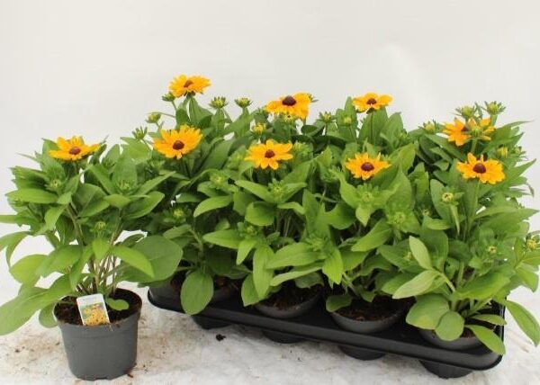 RUDB OV - pot 13 cm, hoogte 32 cm