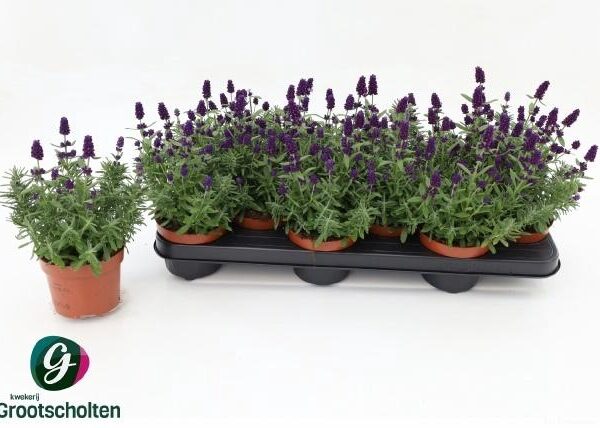 LAVAN AN HIDCOTE - pot 10,5 cm, hoogte 25 cm