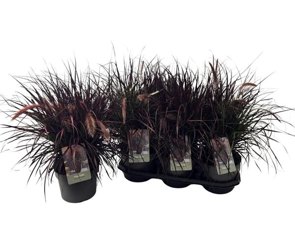 PENNI TINY TAILS - pot 19 cm, hoogte 50 cm