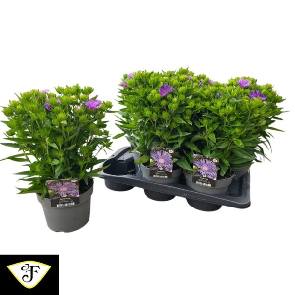 STOK LAEVIS - pot 17 cm, hoogte 40 cm