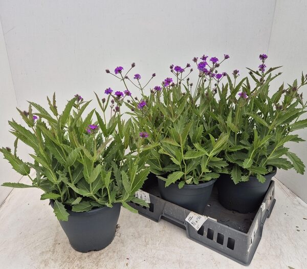VERBE RIGIDA - pot 23 cm, hoogte 50 cm