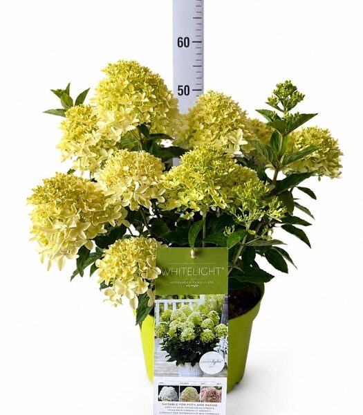 HYDR PANICULATA - pot 26 cm, hoogte 60 cm