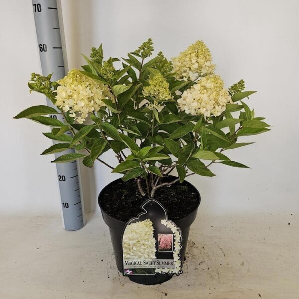 HYDR PA MAG SUMMER - pot 29 cm, hoogte 60 cm