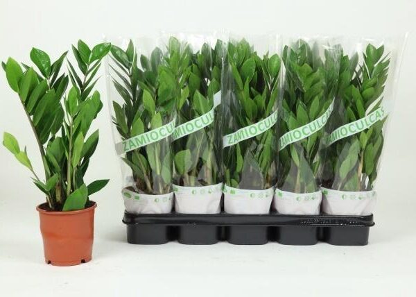 ZAMIO ZAMIIFOLIA - pot 12 cm, hoogte 45 cm