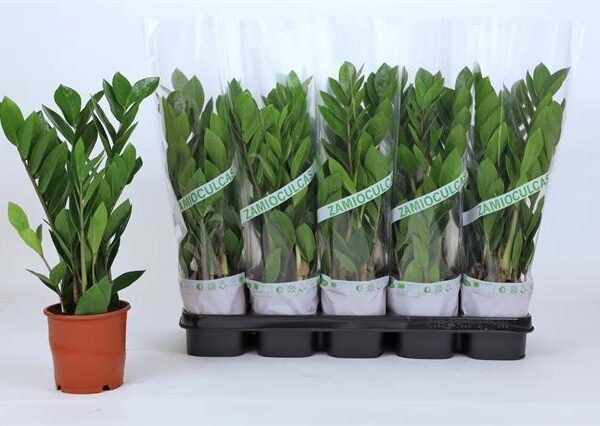 ZAMIO ZAMIIFOLIA - pot 12 cm, hoogte 45 cm